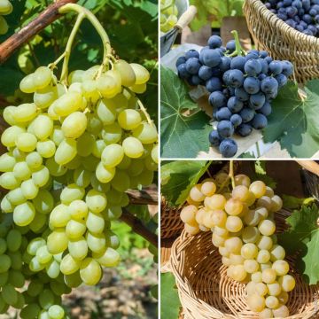 Confezione di 3 Viti : 1 Italia + 1 Alphonse Lavallée + 1 Centennial