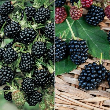 Collezione di 2 more