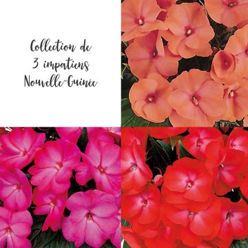 Collection 3 Impatiens de Nouvelle Guinée PARADISE ®