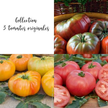 Collection de 3 tomates originales en plants