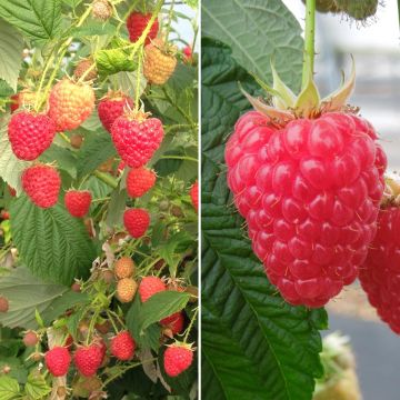 Collezione di 2 lamponi rifiorenti