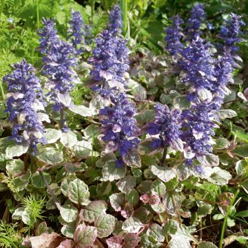 Ajuga reptans ‘Burgundy Glow’ - Bugola