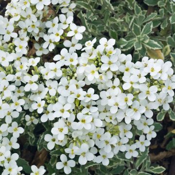 Arabis ferdinandii-coburgii ‘Variegata’ - Arabite variegata