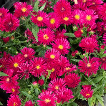 Astro nano d'autunno Jenny o Aster dumosus