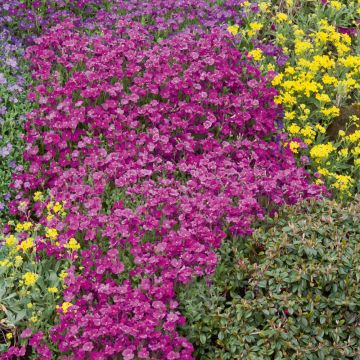 Aubrezia royal Rossa