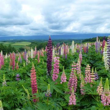 Lupini di Russell ibridi