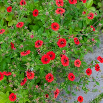 Potentilla Atrosanguinea