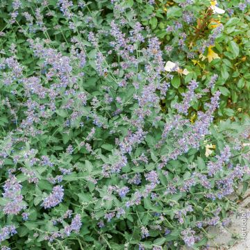 Nepeta Six Hills Giant
