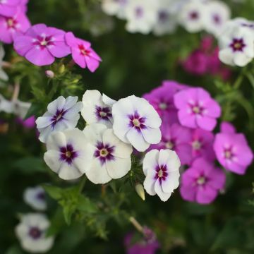 Phlox ibride a grandi fiori