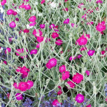 Lychnis coronaria o Cotonaria