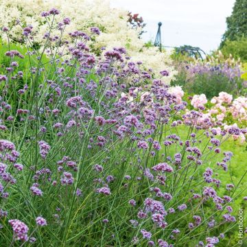 Verbena di Buenos Aires