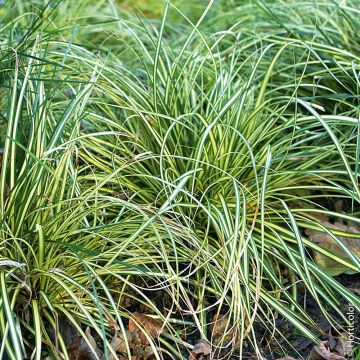 Graminacea Carex Evergold