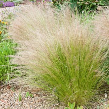 Stipa tenuissima, Capelli d'angelo