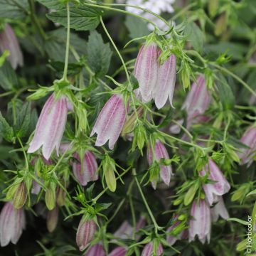 Campanula takesimana ‘Elizabeth’ rosa