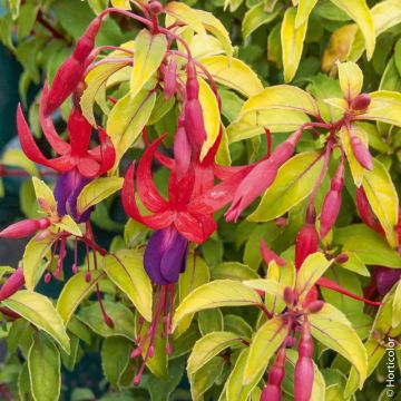 Fucsia 'Genii'
