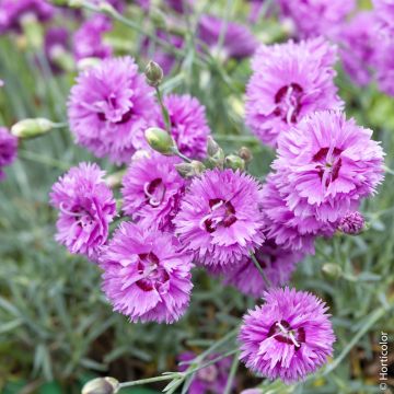 Garofano nano POP STAR ®  o Dianthus Hybridus