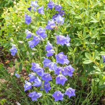 Campanula persicifolia o Campanula blu a foglia di pesco