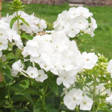 Phlox Paniculata Bianca