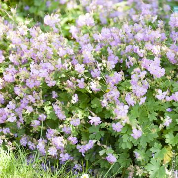 Geranio vivace cantabrigiense Karmina
