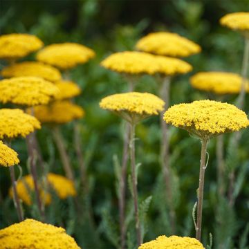 Achillea filipendulina