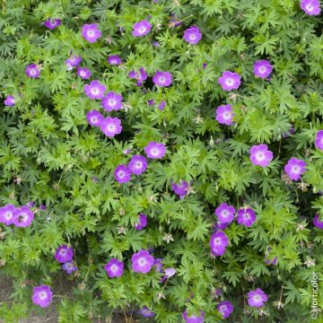 Geranio vivace sanguigno o Geranium Sanguineum