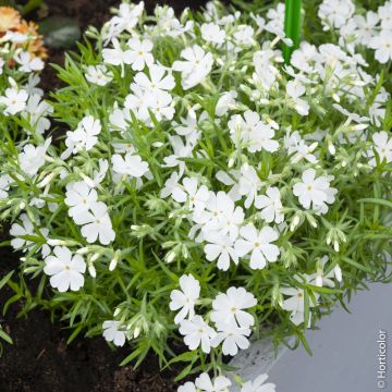 Phlox nana White Delight