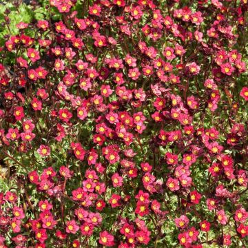 Saxifrages arendsii rossa