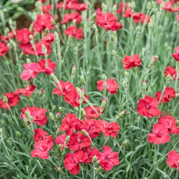 Garofano nano 'Fusilier'