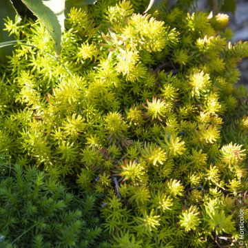 Sedum reflexum o Borracina rupestre