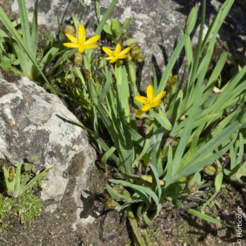 Sisyrinchium Californicum Giallo