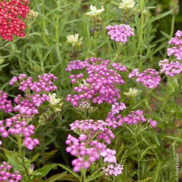 Achillea millefoglie Cerise Queen