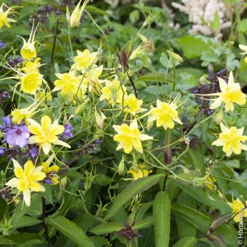 Aquilegia gialla Yellow Queen