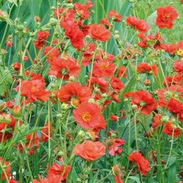 Geum Mrs Bradshaw