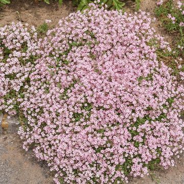 Gypsophila repens Rosea