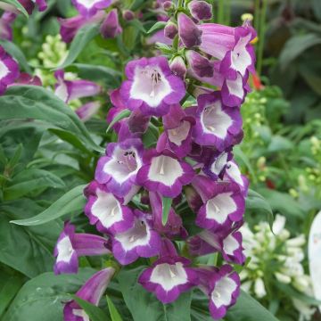 Penstemon 'Sour Grapes'