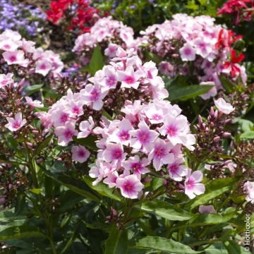 Phlox Paniculata Europa