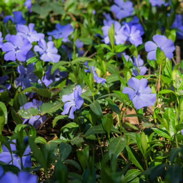Pervinca minore - Vinca minor