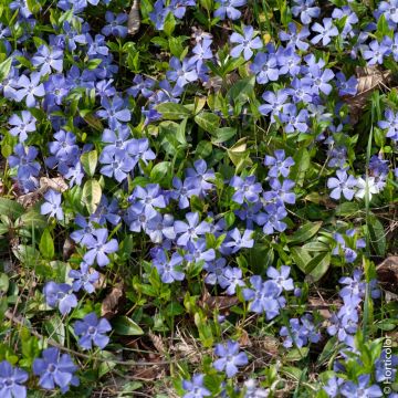 Pervinca minore - Vinca minor