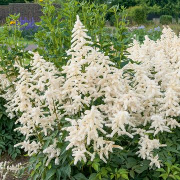 Astilbe bianca Deutschland, Astilbe japonica