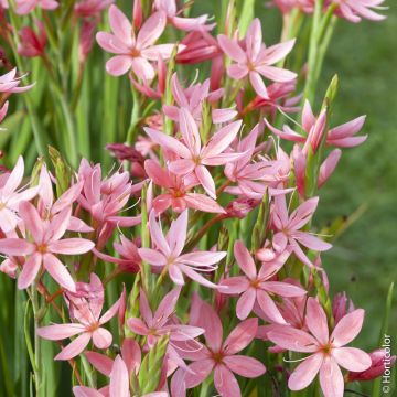 Schizostylis (Hesperantha) coccinea Rubra