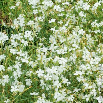 Garofano Deltoides bianco