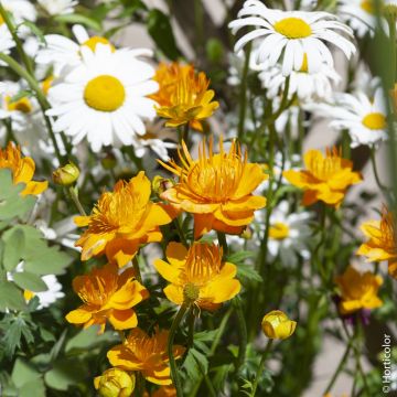 Trollius Orange Globe