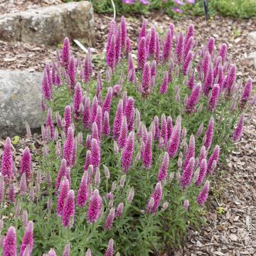 Veronica spicata Rosea