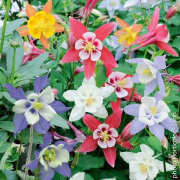 Aquilegia in miscuglio