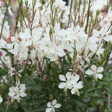 Gaura lindheimeri - Fior di orchidea