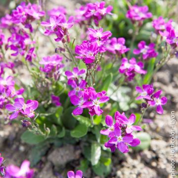 Arabis rosa