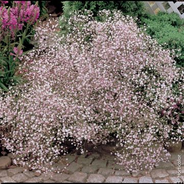 Velo della sposa - Gypsophila paniculata Flamingo