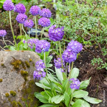 Primula denticulata blu