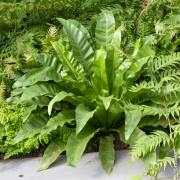 Felce Asplenium scolopendrium, Phyllitis scolopendrium o Felce lingua di cervo