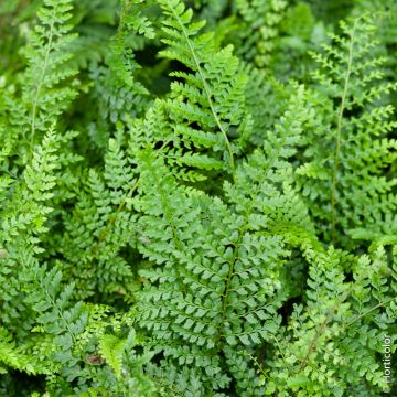 Felce Polystichum setiferum o Felce setifera